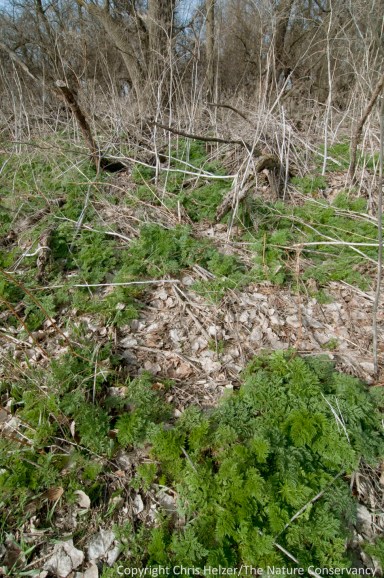 Poison hemlock is most often found in old woodlots along the Platte River.  It's unusual for us to find it in our diverse prairies.