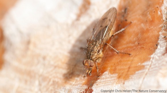 This fly seemed to be enjoying its meal enough that it didn't mind me sticking my lens in its face.