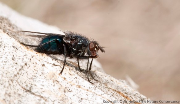 Fly #3. A big green one.