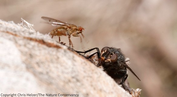 Fly #3 didn't like Fly #1 working over the same puddle of sap and lunged at it