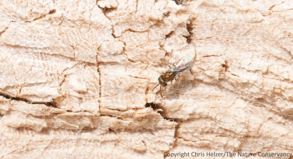 A tiny wasp (2mm long).