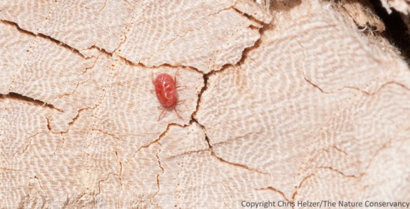 A tiny red mite came ambling along...