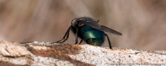 A rear view of fly #3, showing the striped abdomen.