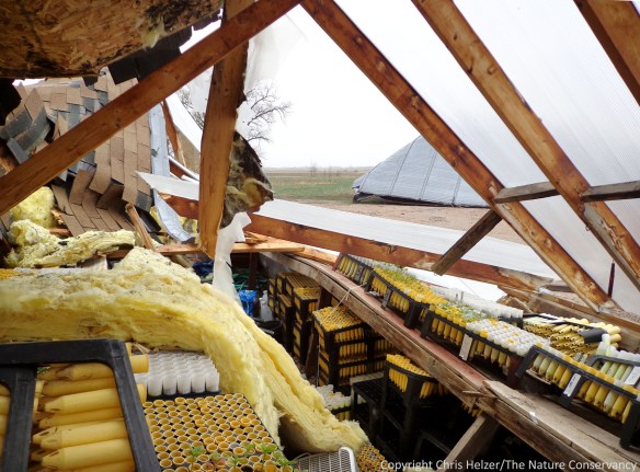 We did manage to salvage most of our plants from the greenhouse.  