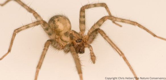 Daniel's contribution