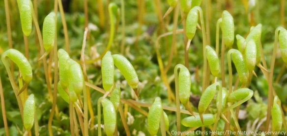 A close-up of moss sporophytes.  Sarpy County, Nebraska.