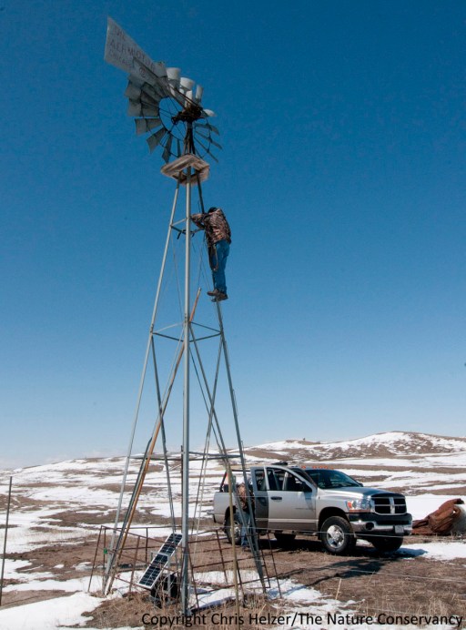 The "windmill cam" will capture a wide view of bison-grazed sandhill prairie as it greens up this spring, but will also follow it over the next several years, as dynamic patterns of bison grazing, weather, and prescribed fires shape its habitat structure and species composition.