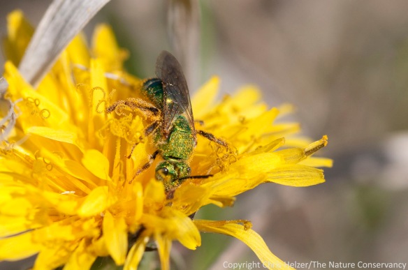 A sweat bee enjoying a pollen-loaded dandelion at the Helzer prairie south of Aurora, Nebraska.