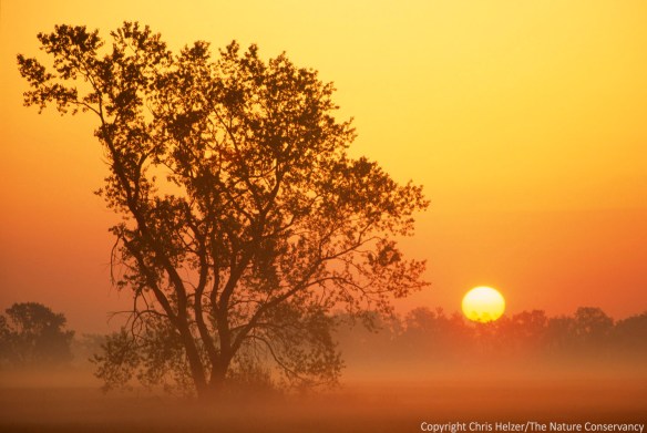 A cottonwood tree in a Platte River prairie at sunrise.
