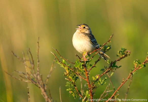 Grasshopper sparrows and other prairie birds are abundant in the Platte River Prairies.  Lean about species and the way they respond to prairie management from Michelle Biodrowski (UNO).