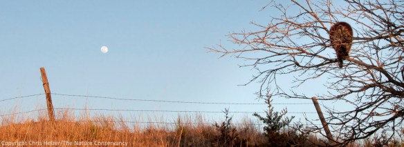 A furry animal in a small bur oak tree. The light was beautiful - as was the moon.