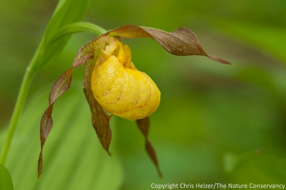 A close up of one orchid flower.  