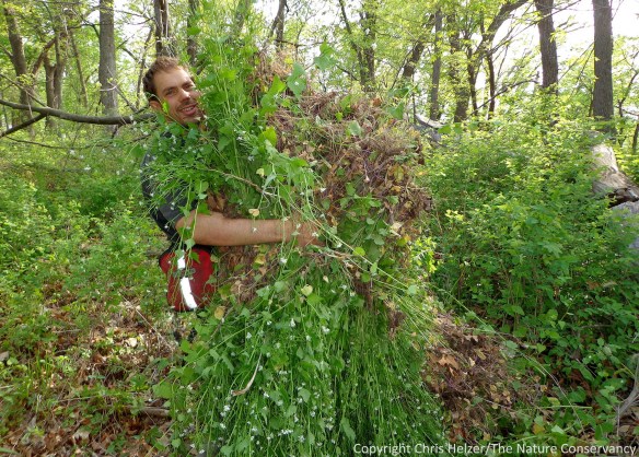Nelson Winkel, showing off one patch's worth of pulled garlic mustard plants.  The Nature Conservancy's Rulo Bluffs Preserve - Nebraska.
