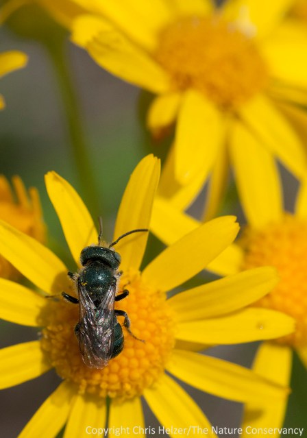 A sweat bee on ragwort at the Helzer family prairie.
