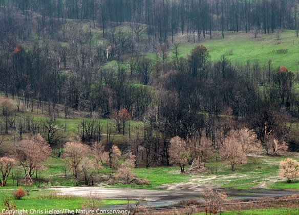 The recent big rain washed much of the remaining ash off the slopes north of the river.  At the bottom of this photo, you can see the accumulation of the black goo that washed down.  It was thick enough in some places that the road was closed when I was there last week.