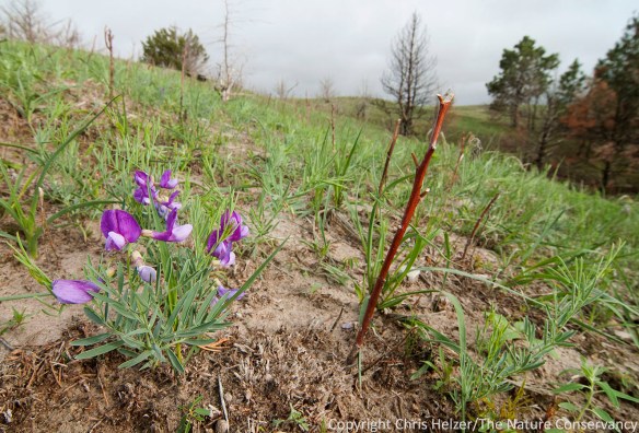 The sandhills prairie - as expected - is greening up very nicely.  Many wildflowers are blooming, including this hoary vetchling (aka peavine or Lathyrus polymorphus).  