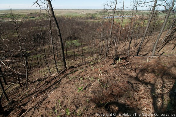 Green plants dot the upper slopes, especially in places where pines and cedars grew less densely.