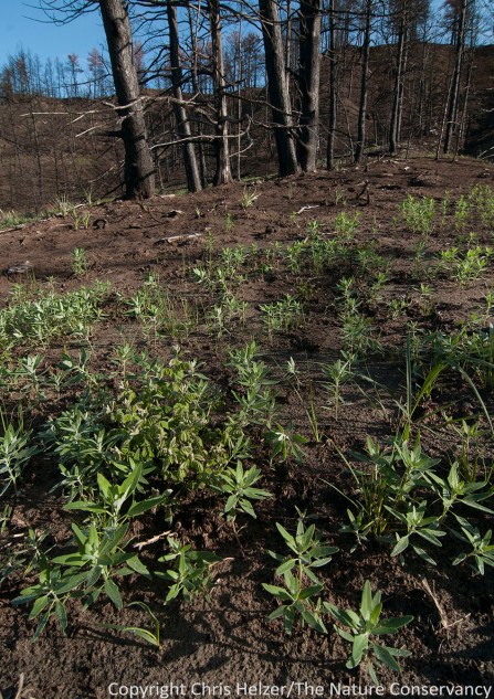 Annuals are abundant, including this 