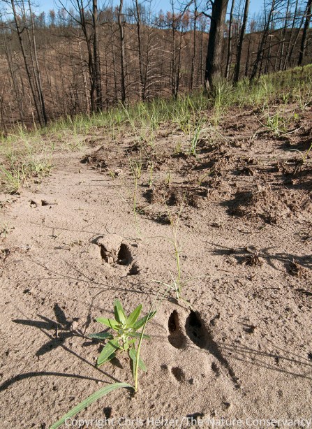 For better or worse, deer tracks were common.