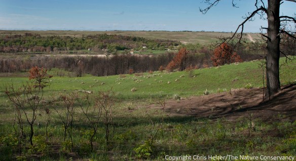 Other than steep slopes conifers were dense, the green up is well underway.