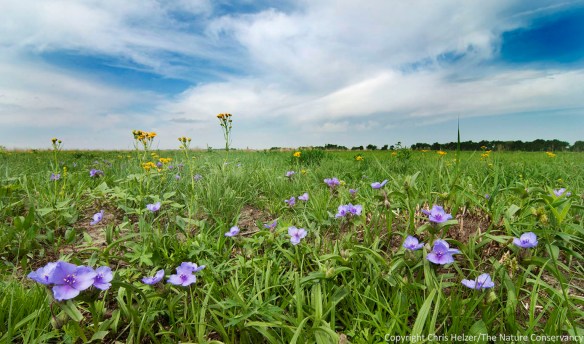 A close-up look at a patch of bracted spiderwort, with prairie ragwort (Senecio plattensis) in the background.  The Nature Conservancy's Platte River Prairies, Nebraska.