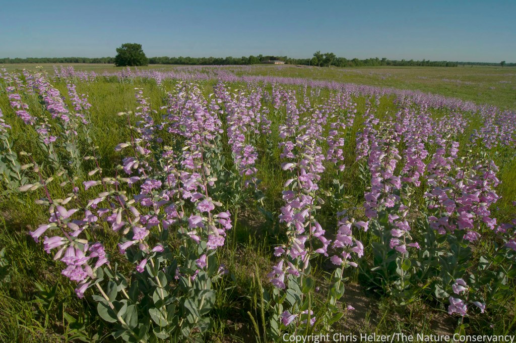shell leaf penstemon | The Prairie Ecologist