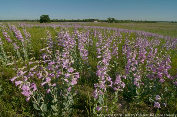 A profusion of penstemon in restored sandhill prairie at The Nature Conservancy's Platte River Prairies.  