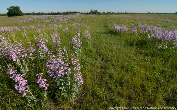 The mowed hiking trail through sandhills provides excellent exposure to the penstemon profusion this season.