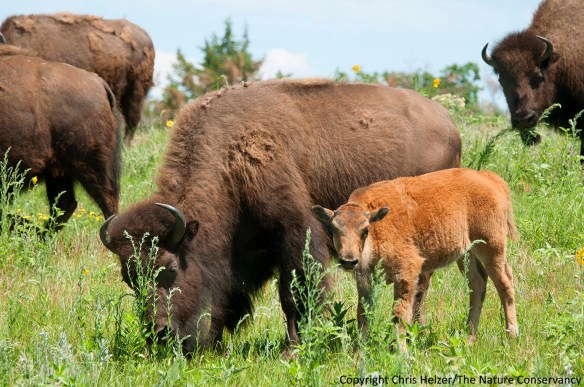 bison calves