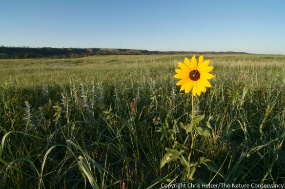 sunflowers and grass