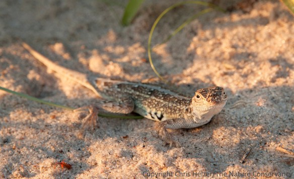 fence lizard
