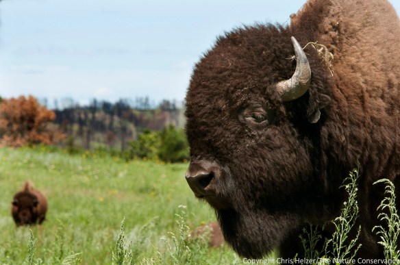 bison bull