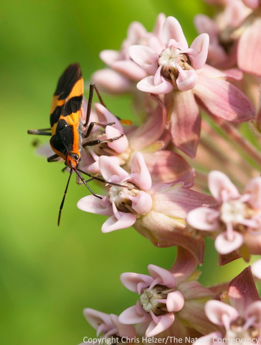 Butterfly milkweed wasn't the only milkweed species with the bugs on board that day.  This one is on common milkweed (Asclepias tuberosa).