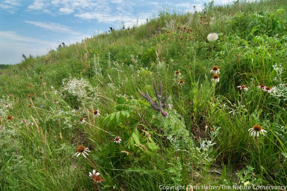 Griffith Prairie (owned and managed by Prairie Plains Resource Institute of Aurora, Nebraska).  The area shown in this photo was burned and grazed during the drought of 2012 in a way very similar to the prairies shown earlier.  However, the plant community response at Griffith was very different - including a big flush of deer vetch (Lotus unifoliatus) and abundant reproduction of leadplant (Amorpha canescens).