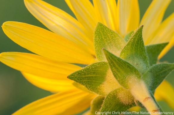 Rosinweed (Silphium integrifolium) was just beginning to bloom during the GRN workshop.