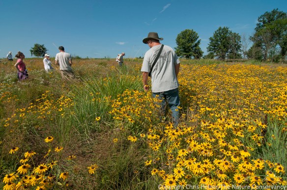 This portion of Prairie Fork Conservation Area was seeded with a high diversity mixture but has lost plant diversity , at least in part because of years of herbicide spraying for sericea lespedeza.  The lespedeza is spot sprayed, but is abundant enough that herbicide impacts are evident on the plant community.