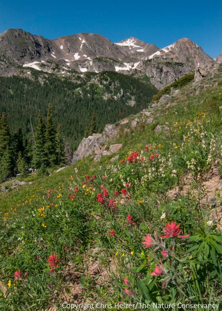 I know the plant species in my prairies really well, and can often identify at least 50-75% of the plants I see in other prairies in the central U.S.  However, in the sub-alpine and alpine meadows of the Rockies, I'm lucky to guess the genus correctly...  For example, I know this red flower is a Castilleja species (Indian paintbrush) but don't know which species it is.