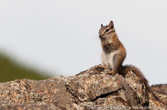 At the top of the ridge, there were several least chipmunks running around among the rocks.  I sat and watched them for a little while and managed to get a few photos as they sat in the sunshine to eat.