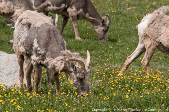 On the lower slopes of Mount Evans, we saw a group of bighorn sheep grazing in a meadow.