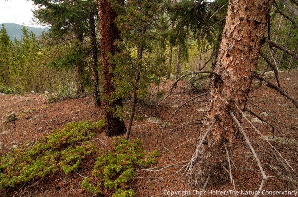 I appreciate the woodland areas of the mountains, but always feel a little closed in when I'm in them.  I like to see the sky...