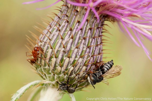 A small bee is among the victims on this particular flower.  The red ant on the left was still alive when I photographed it.  Flodman's thistle at the Helzer family prairie.