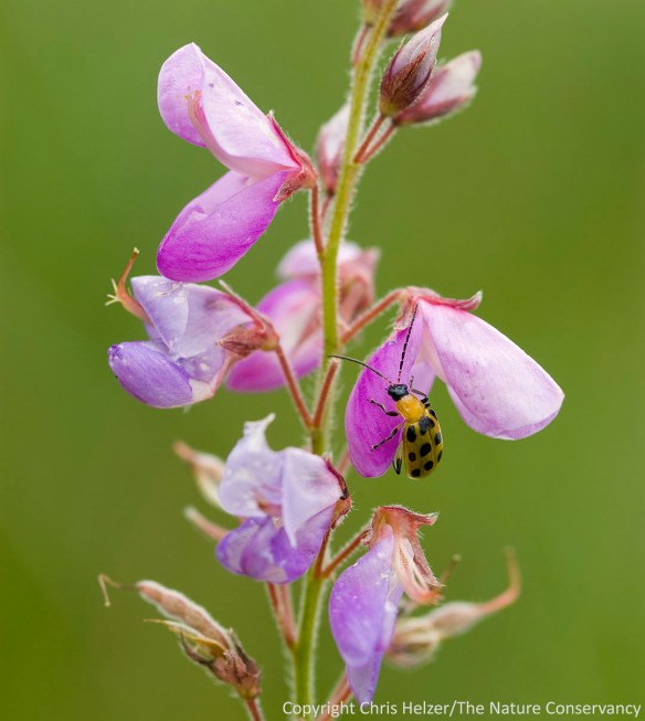 Spotted cucumber beetle on showy tick trefoil (Demodium canadensis)