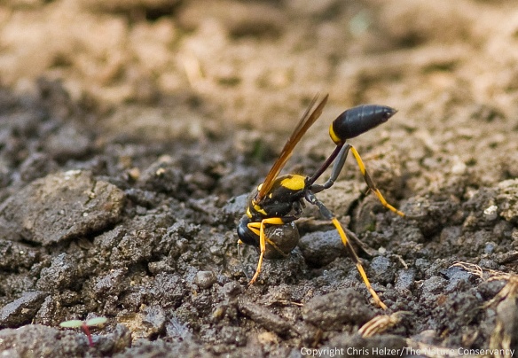 A mud dauber wasp creates a ball of mud to build her nest.