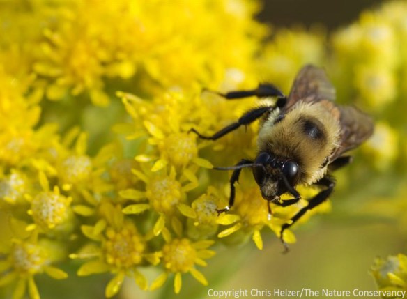 A bumblebee gathering pollen from stiff goldenrod (Solidago rigidus) in a restored prairie near Sutton, Nebraska.