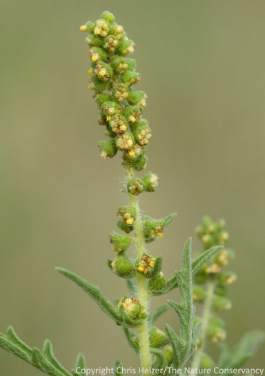 Western ragweed (Ambrosia psilostachya) has tiny non-descript flowers, but produces LOTS of pollen, which is released into the wind for transport.
