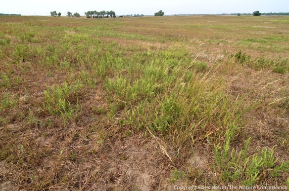 During the drought of 2012 this sandhill prairie was burned and grazed pretty intensively.  By late summer, it was looking pretty tough.