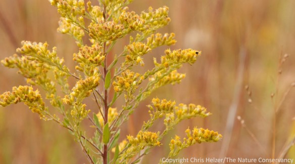 Canada goldenrod (Solidago canadensis).  A very pretty flower with a spotty reputation.