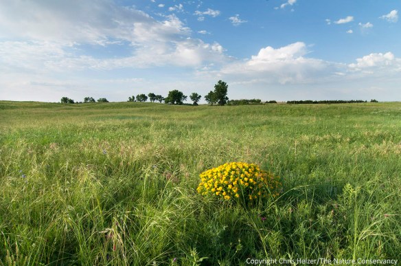 After adjusting our management plans to account for last year's drought, the prairie was grazed briefly this spring and - thanks to some good spring rains - looked lush and green by early June.