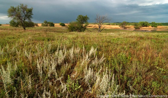 I've been working to rejuvenate our family's prairie south of Aurora, Nebraska for well over a decade.  It's getting there, but it's been anything but a straightforward process.  Every year brings new challenges and surprises.