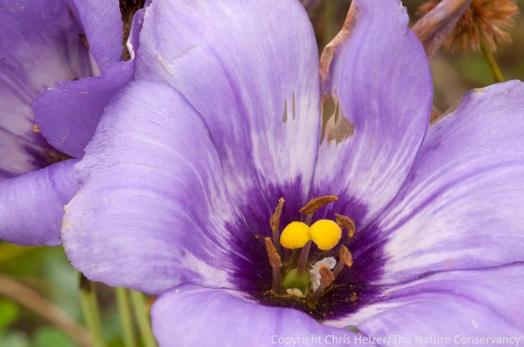 Prairie gentian (Eustoma grandflorum) was blooming in pockets of the wetland.  It's always one of the more striking flowers in wetlands and wet prairies, but it is an annual, so its abundance changes drastically from year to year.